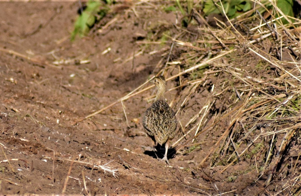 Tinamou tacheté - ML175850801