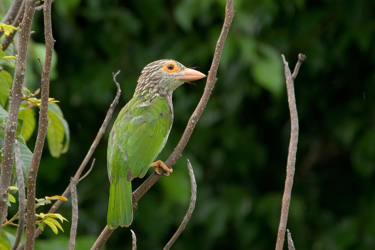 Lineated Barbet - Ayuwat Jearwattanakanok