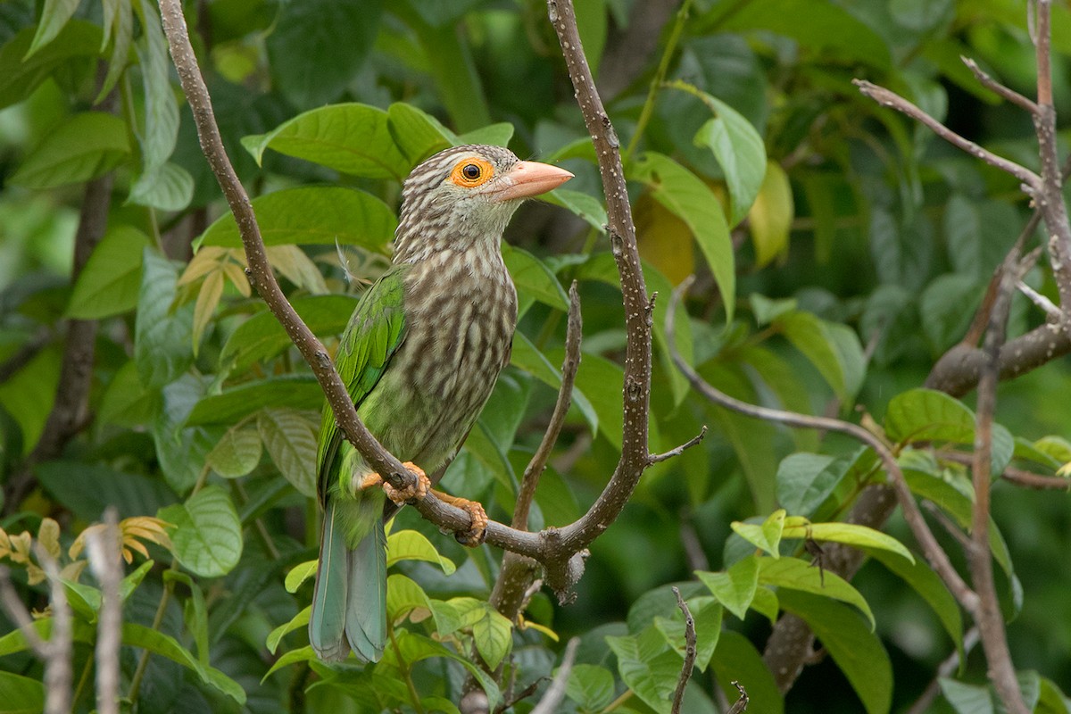 Streifenbartvogel - ML175851041