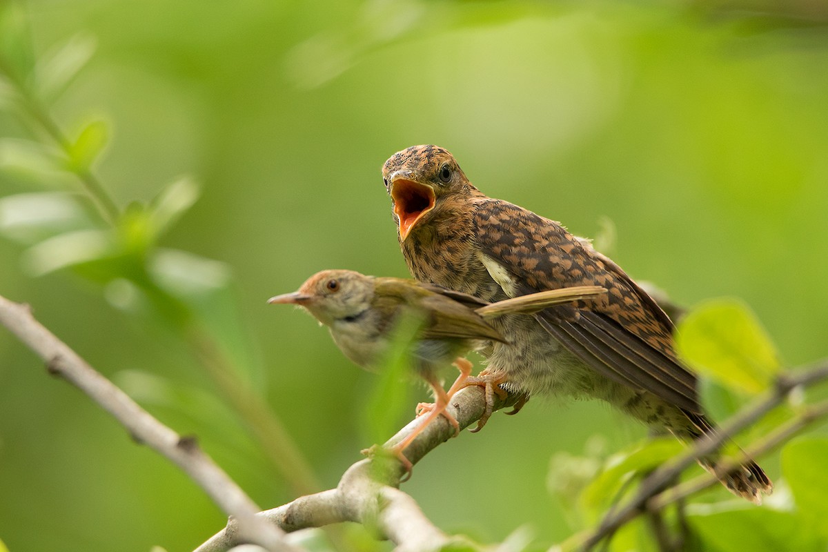 Plaintive Cuckoo - ML175851461