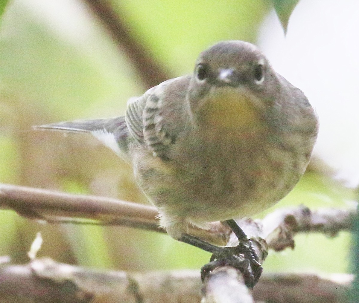 Yellow-rumped Warbler (Audubon's) - Debby Parker