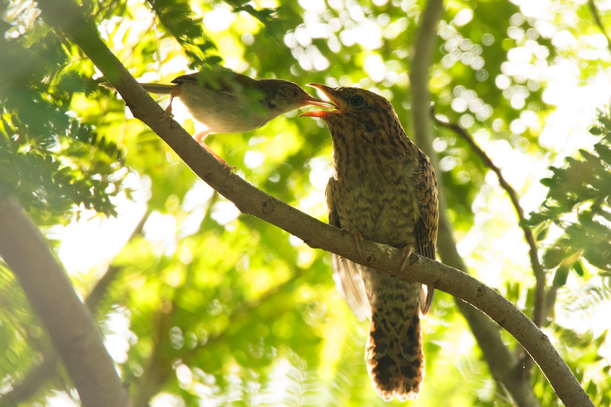 Plaintive Cuckoo - ML175851541