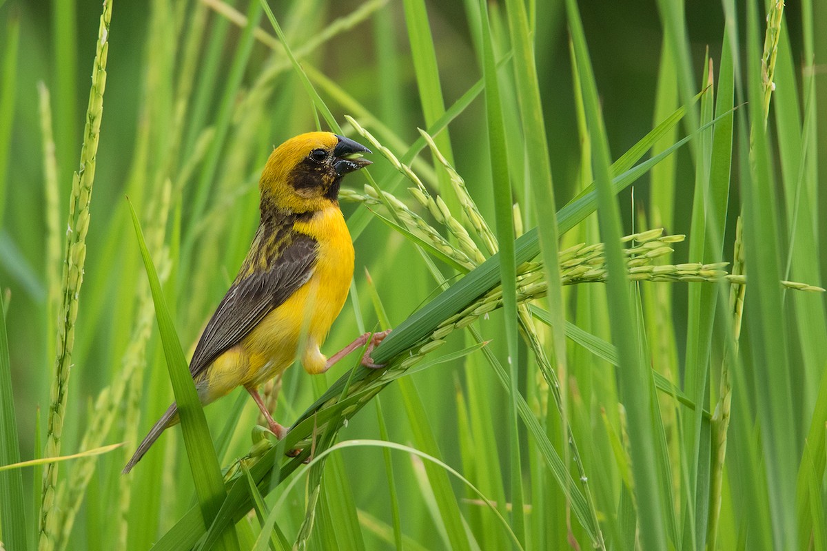 Asian Golden Weaver - ML175851601