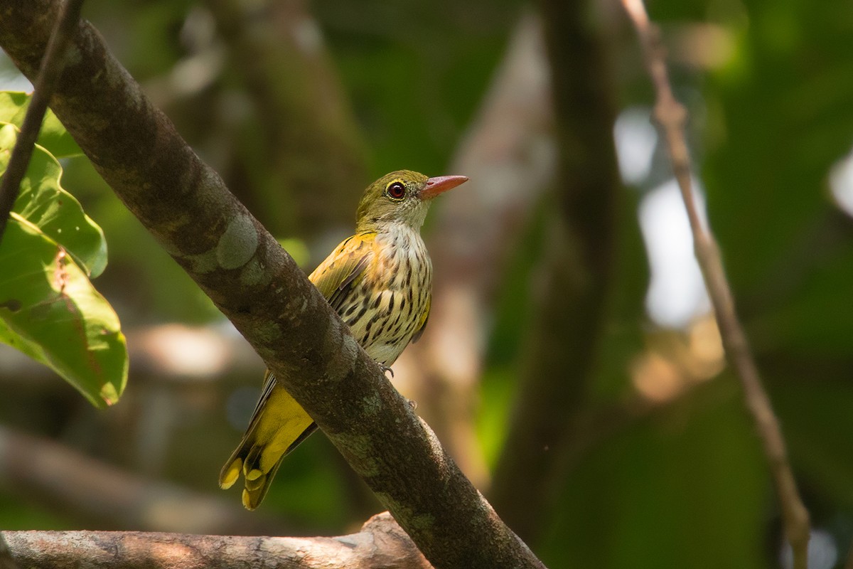 Dark-throated Oriole - Ayuwat Jearwattanakanok