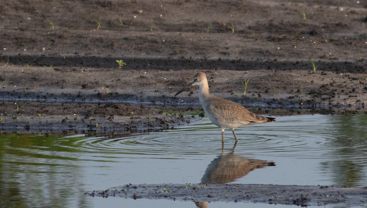 Chevalier semipalmé (inornata) - ML175853331