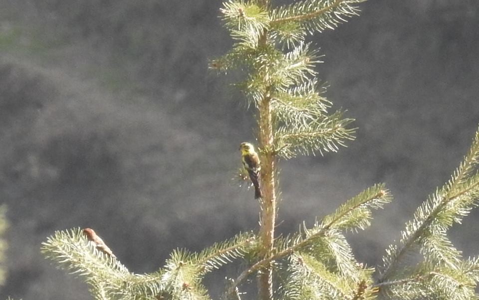 Verdier de l'Himalaya - ML175854211