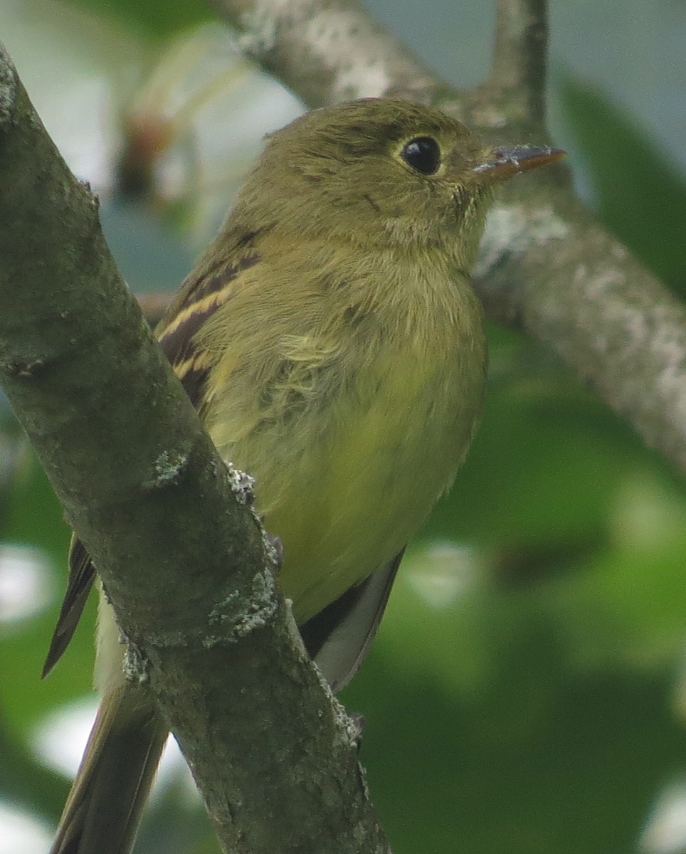 Yellow-bellied Flycatcher - ML175854241