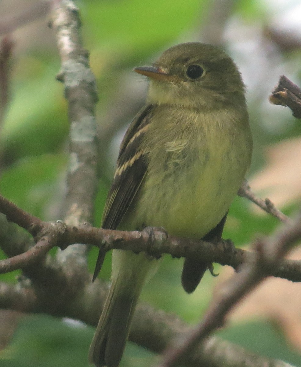 Yellow-bellied Flycatcher - ML175854271