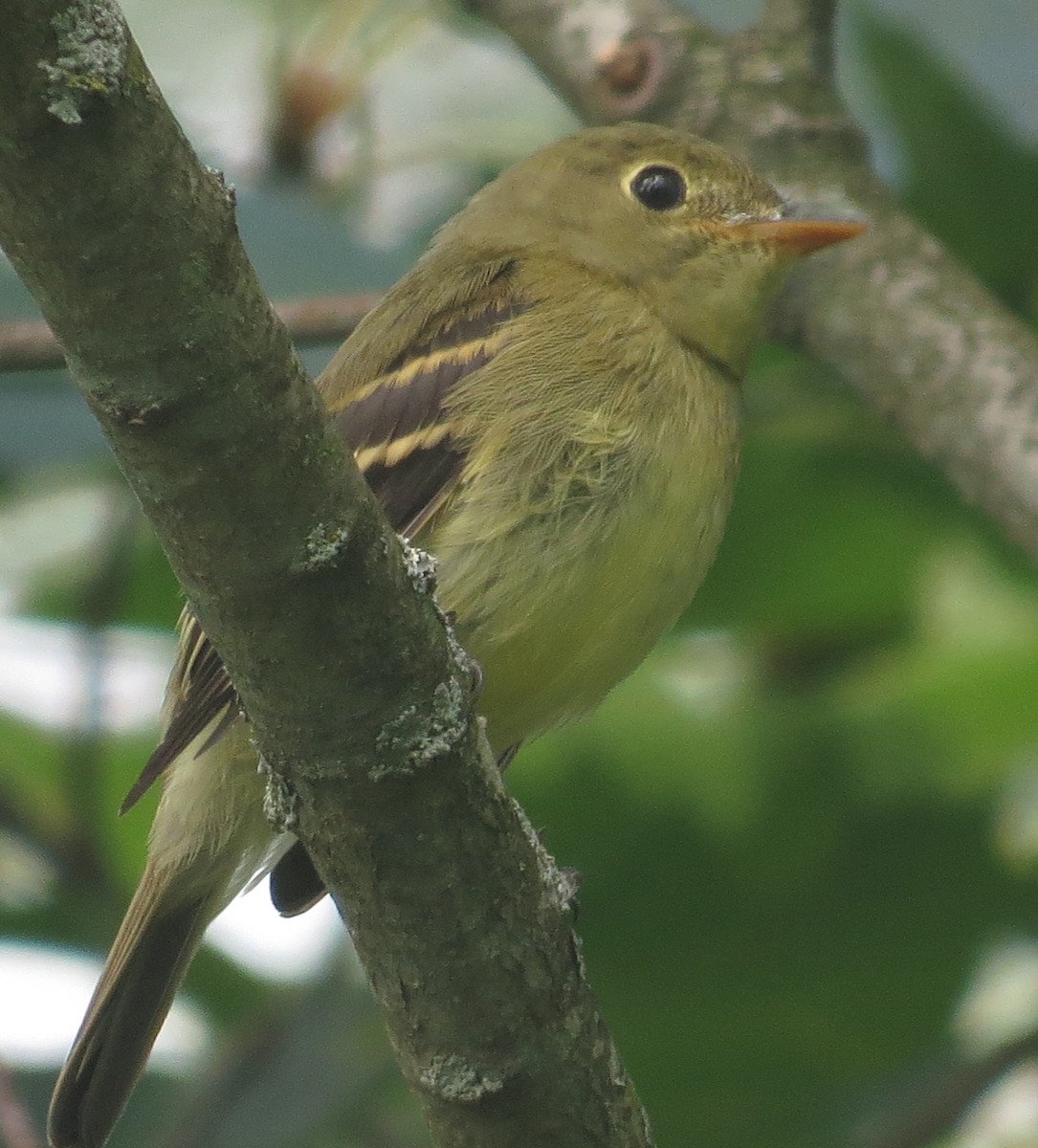 Yellow-bellied Flycatcher - ML175854291