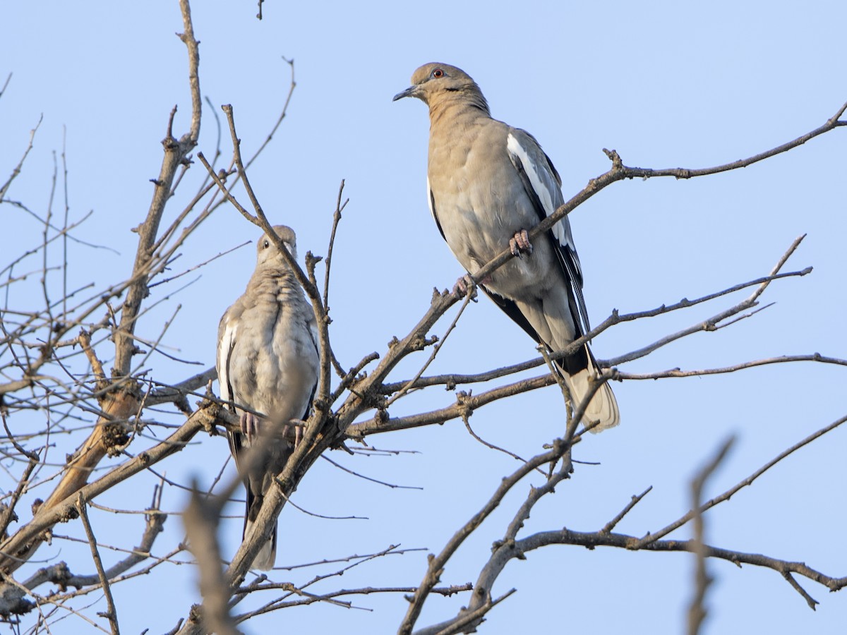 White-winged Dove - ML175855111