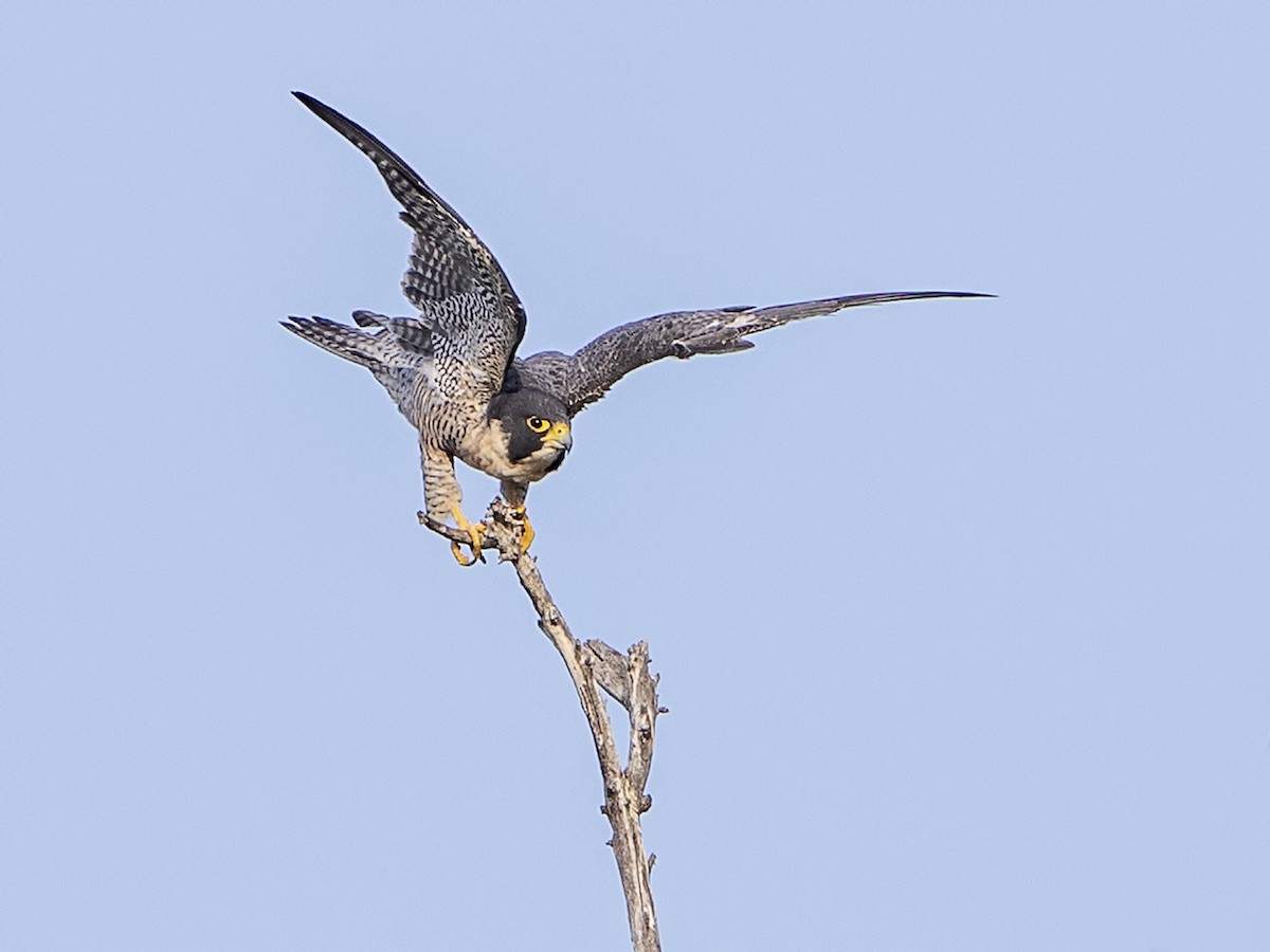 Эгэл шонхор - ML175855211