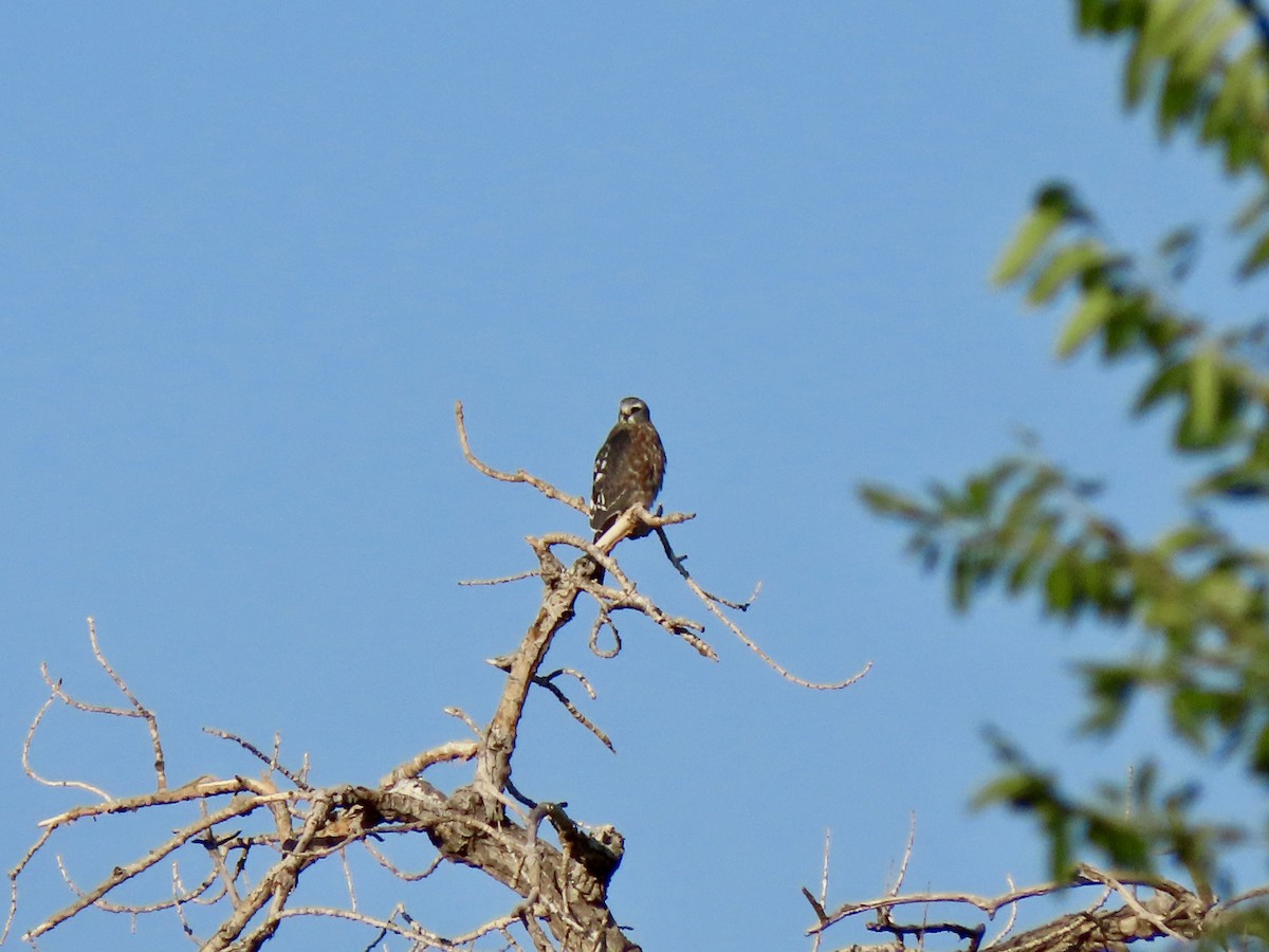 Mississippi Kite - David Buckley