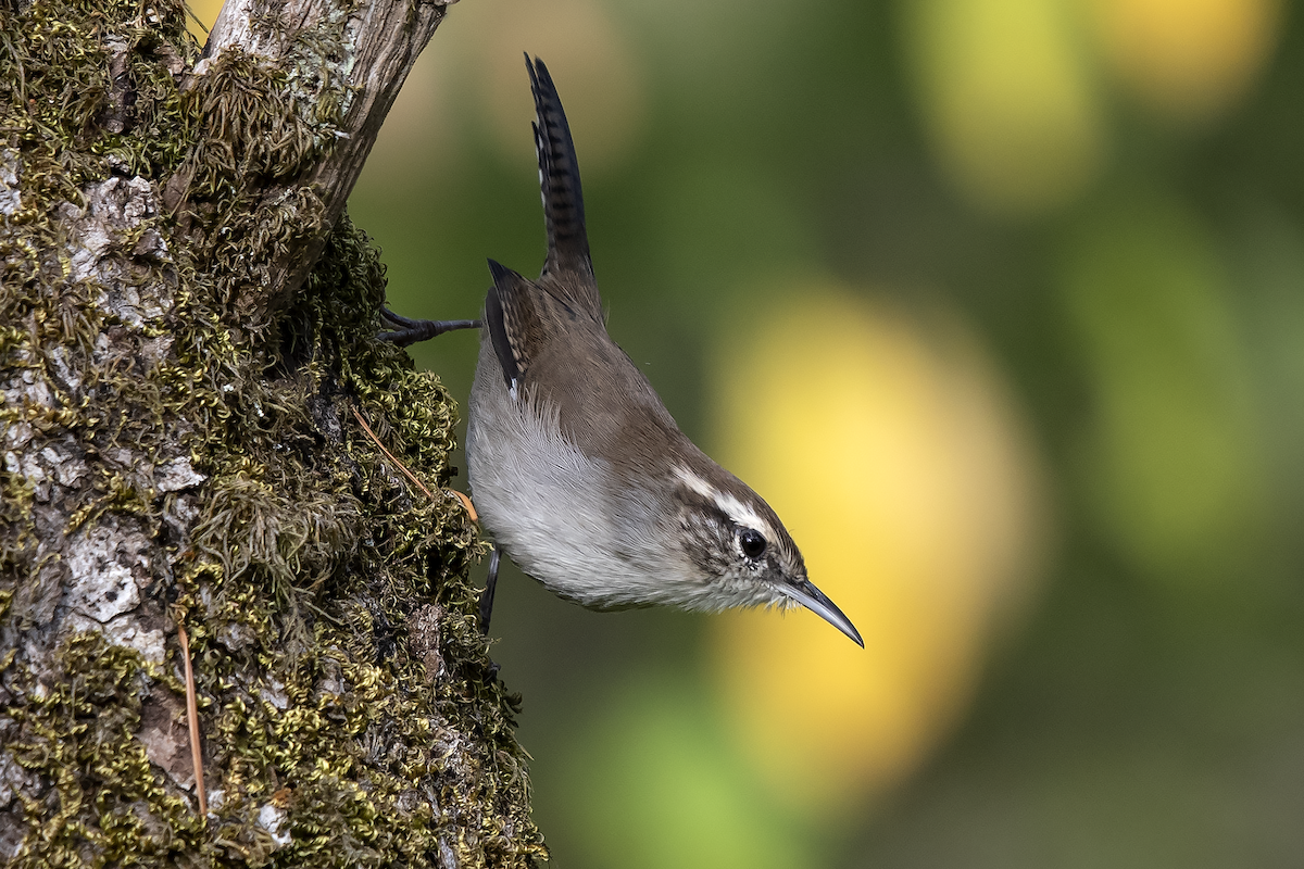 Bewick's Wren - ML175855721