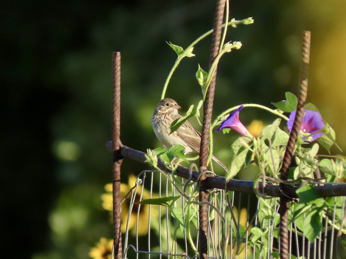 Vesper Sparrow - ML175856101