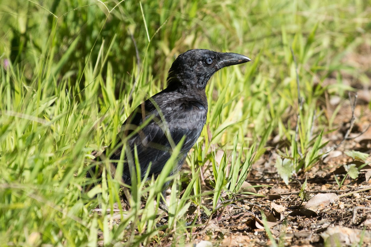 Bismarck Crow - John C. Mittermeier