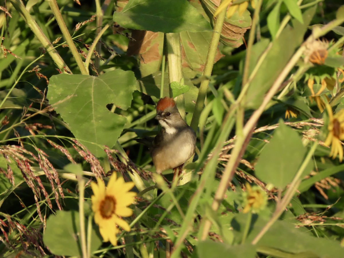 Green-tailed Towhee - ML175856341