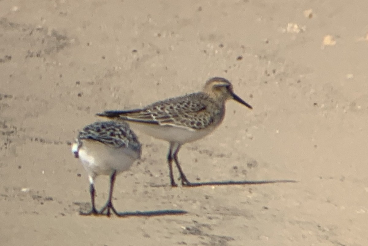 Baird's Sandpiper - ML175856371