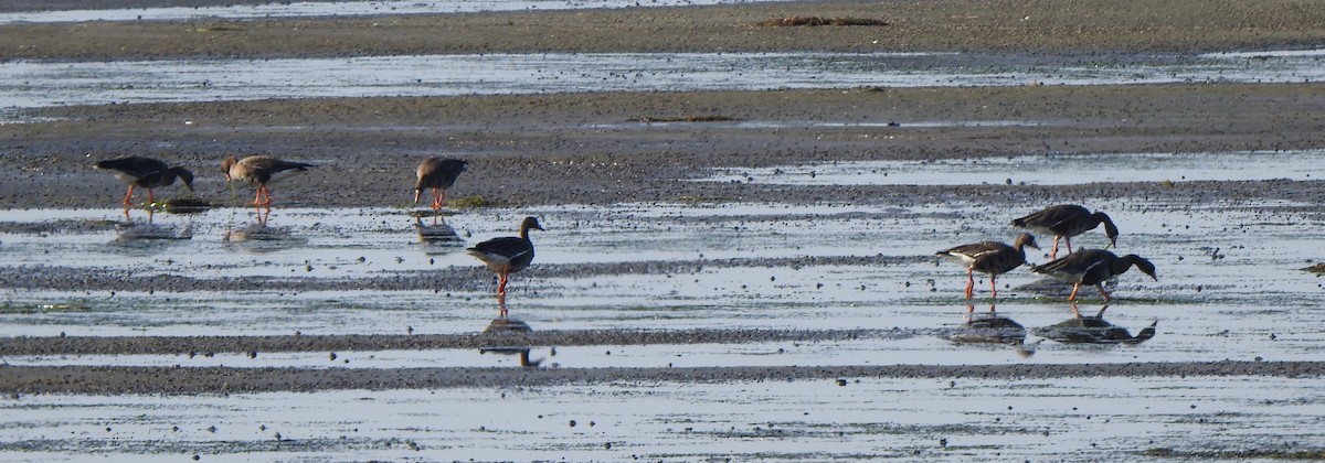 Greater White-fronted Goose - David Nussbaumer