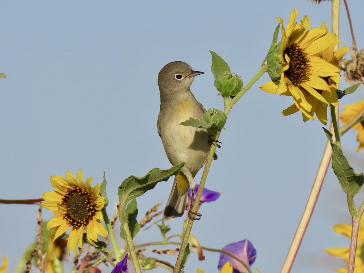 Virginia's Warbler - ML175856441