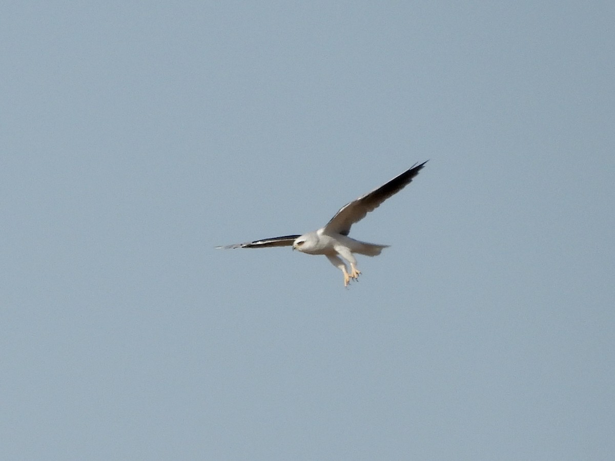 White-tailed Kite - ML175858211