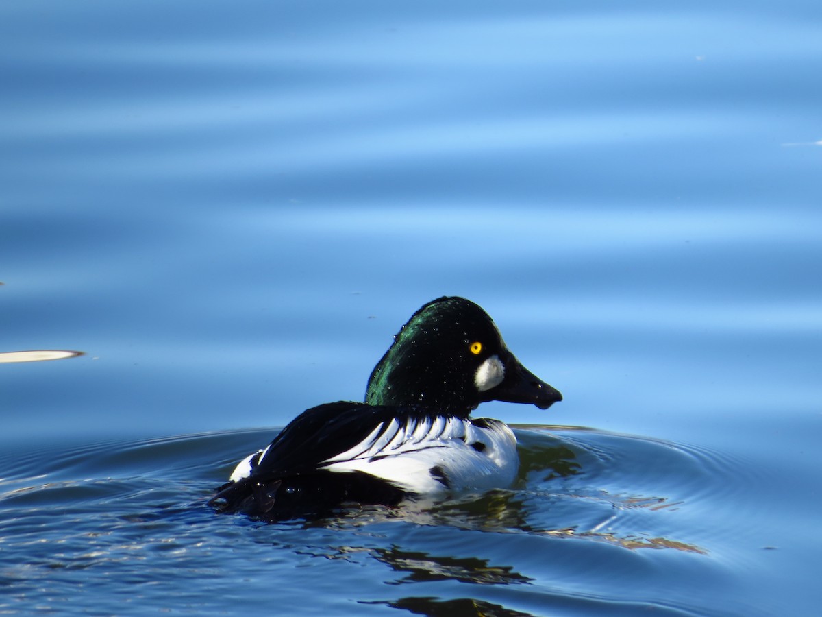 Common Goldeneye - Jeff Hendricks