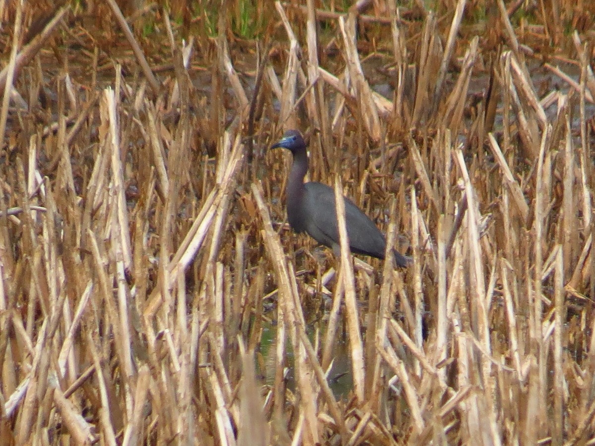 Little Blue Heron - ML175858661