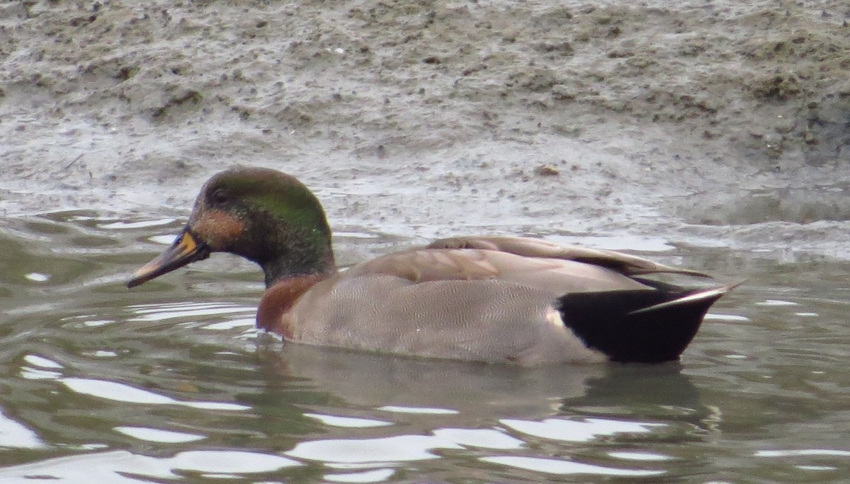 anatidé sp. (canard sp.) - ML175858711