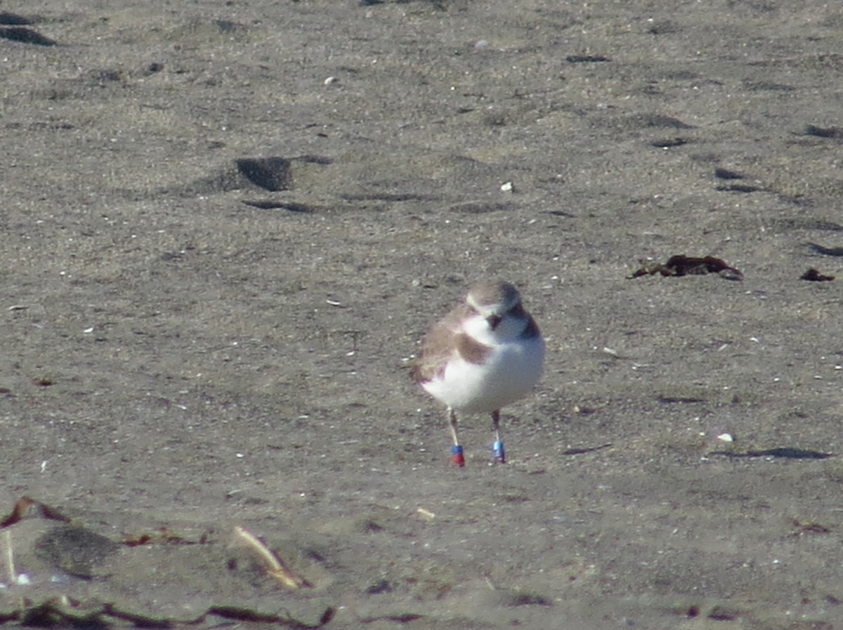 Snowy Plover - ML175858761