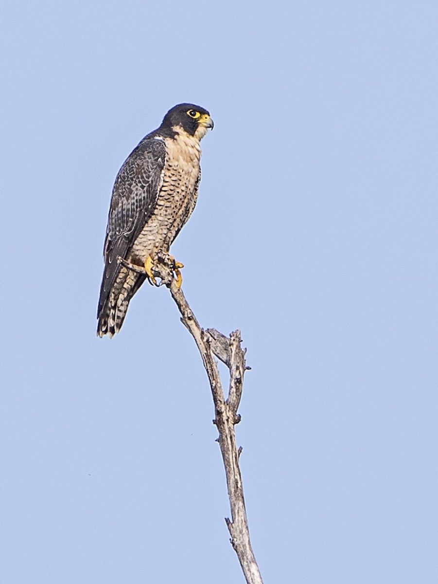 Эгэл шонхор - ML175859101