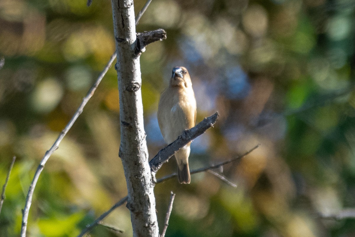 Scaly-breasted Munia - James McNamara