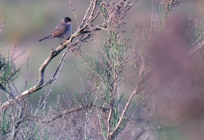 Menetries's Warbler - ML175863531