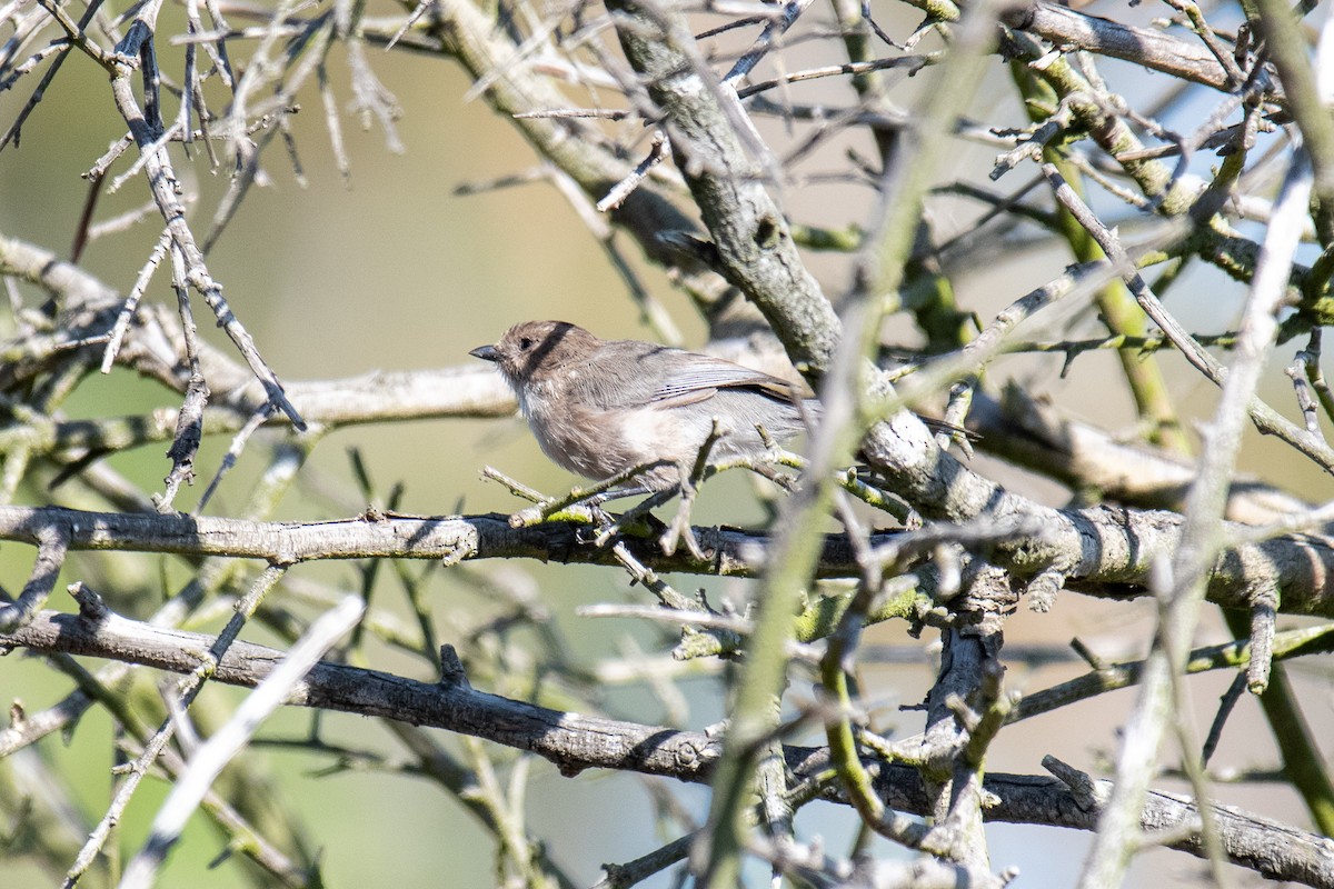 Bushtit - ML175863811