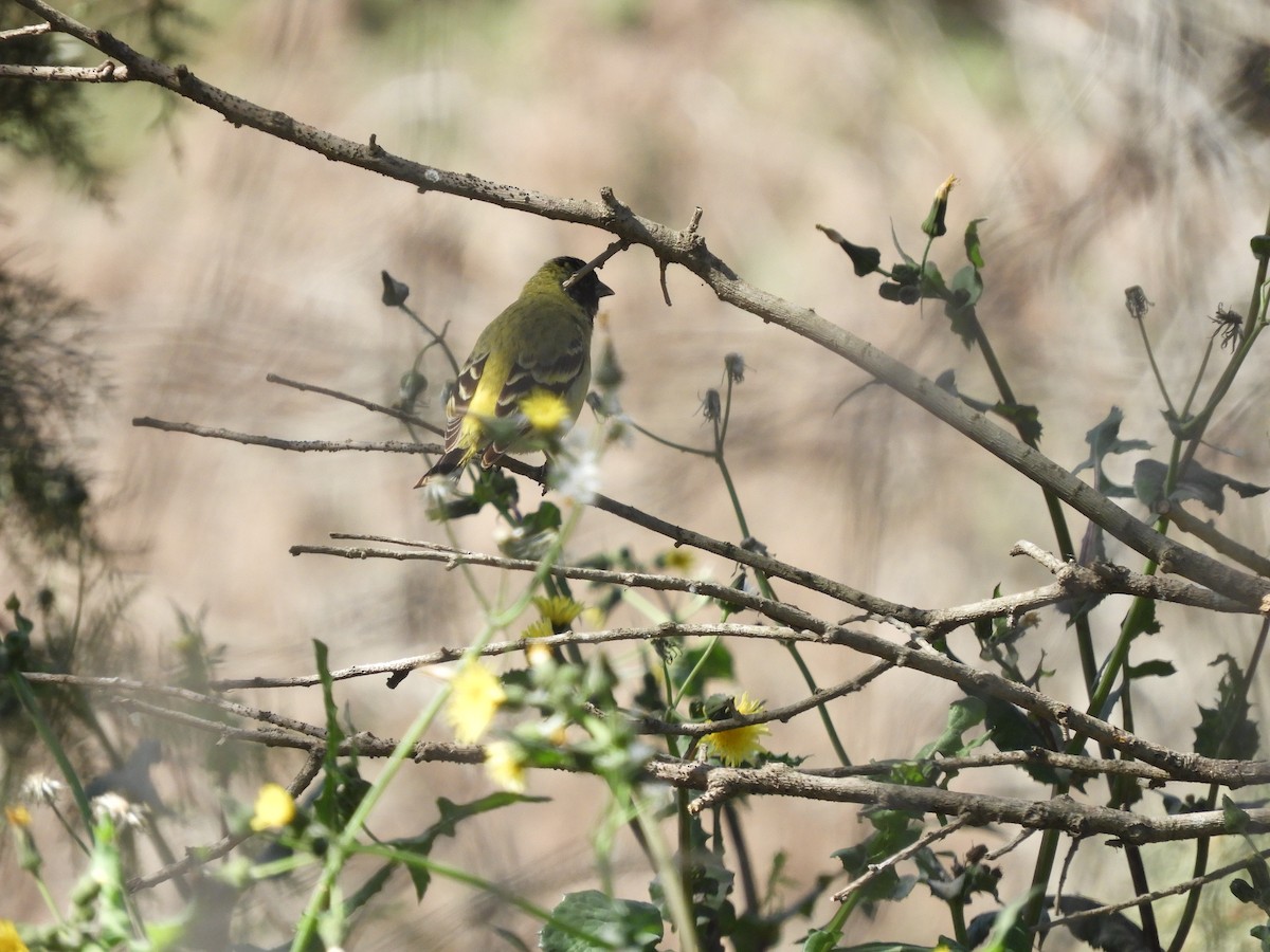 Hooded Siskin - ML175865131