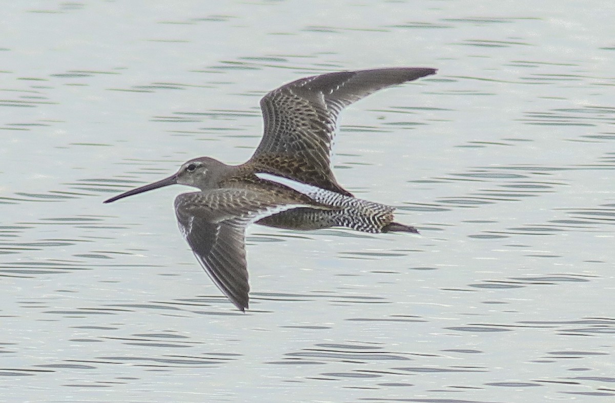 Long-billed Dowitcher - ML175866211
