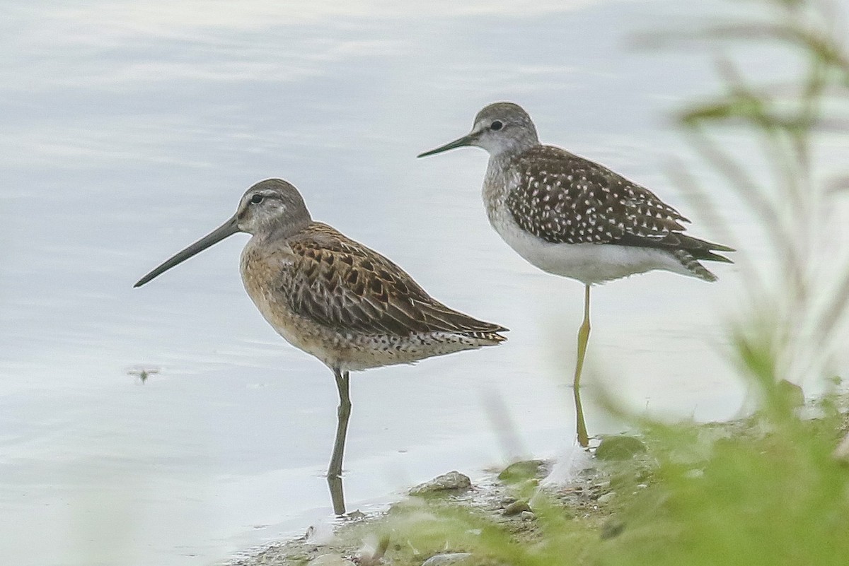Long-billed Dowitcher - ML175866221