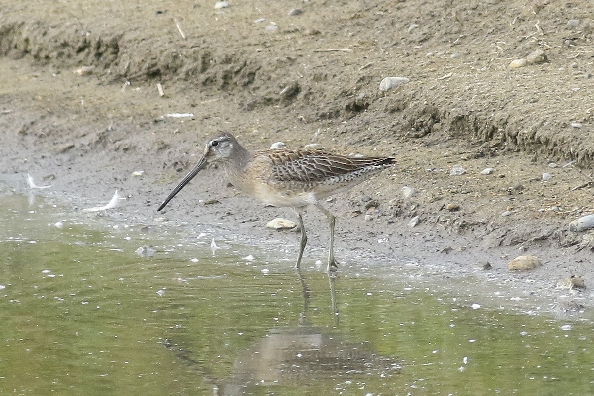 Long-billed Dowitcher - ML175866241