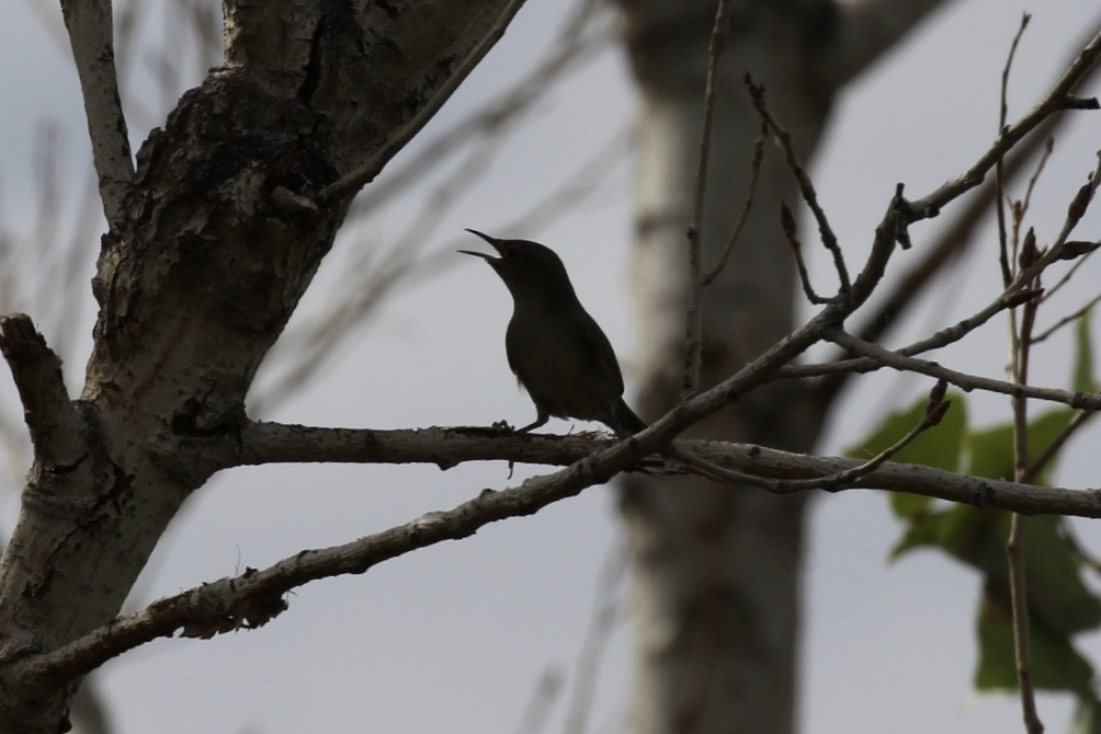 House Wren - ML175866281