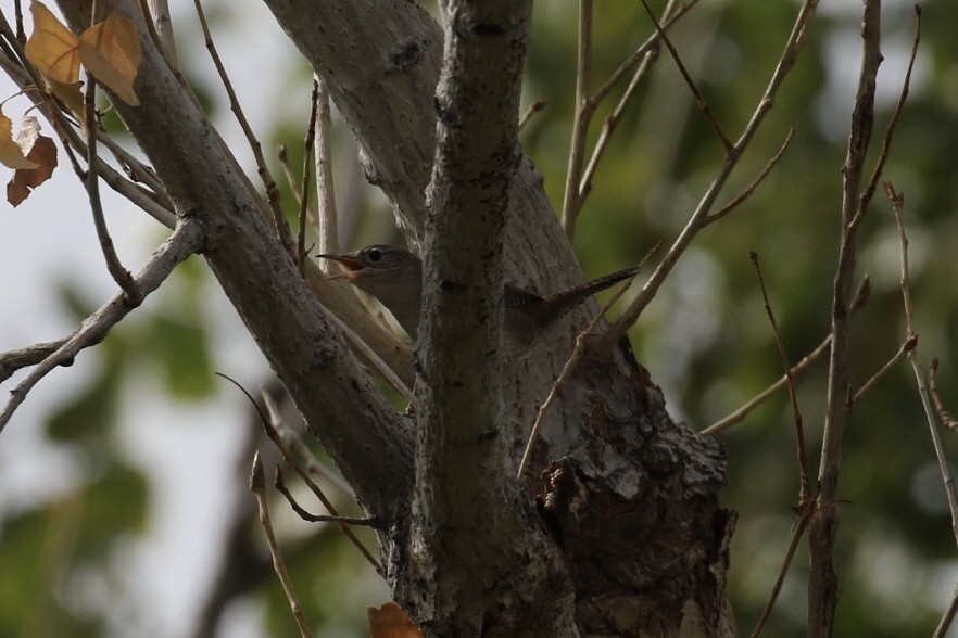 House Wren - ML175866291