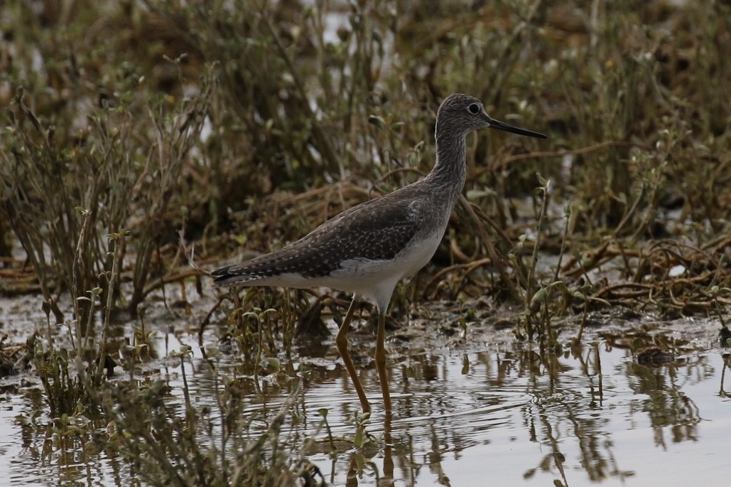 Greater Yellowlegs - ML175866441