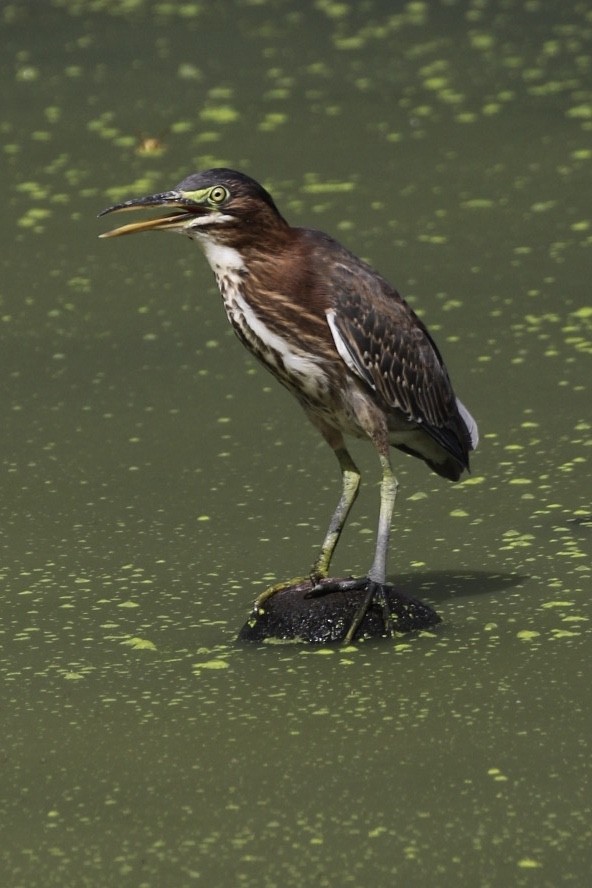 Green Heron - ML175866471