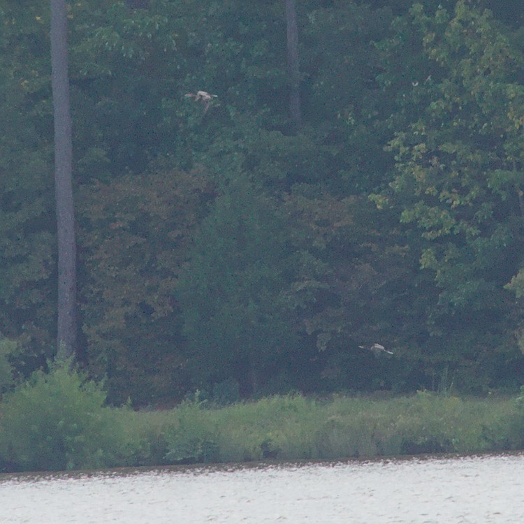 Anhinga - ML175866481