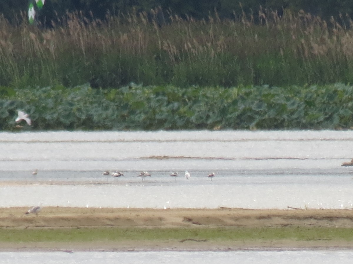 Avocette d'Amérique - ML175867971