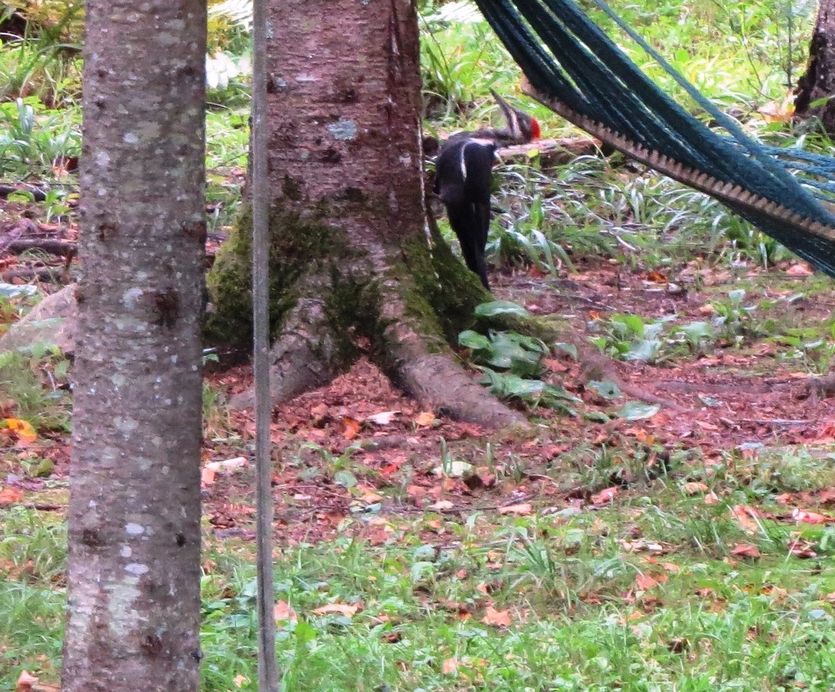 Pileated Woodpecker - ML175868191