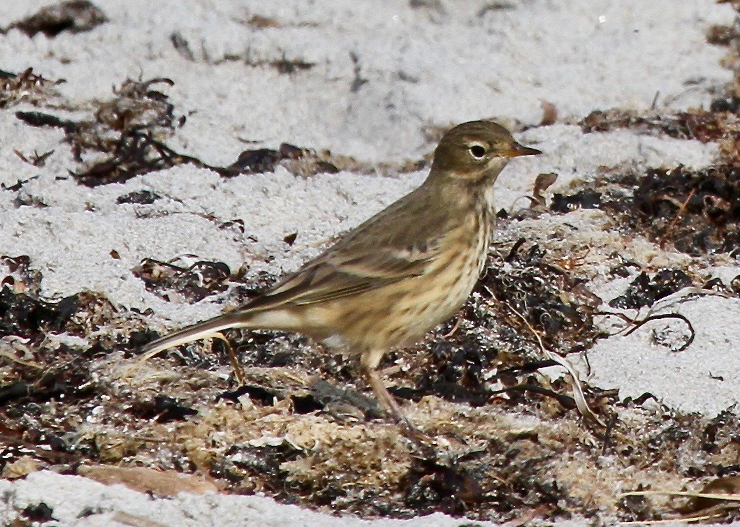 American Pipit - ML175869091