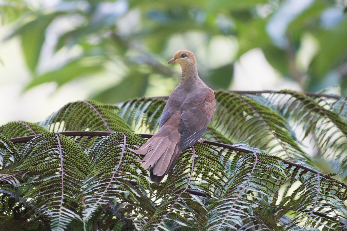 Amboyna Cuckoo-Dove - ML175869691