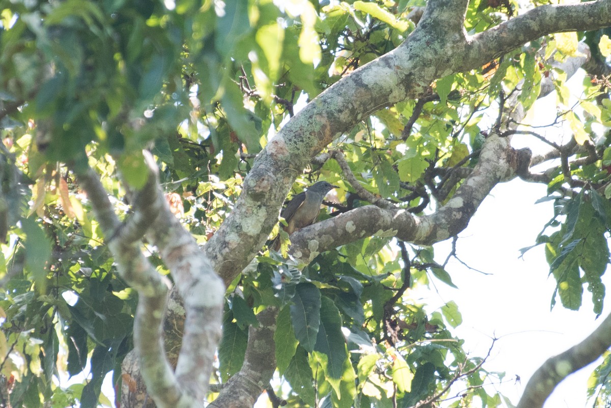 Brush Cuckoo - John C. Mittermeier