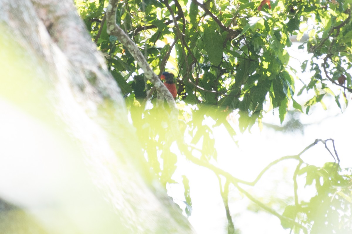 新幾內亞彩虹吸蜜鸚鵡 - ML175869751