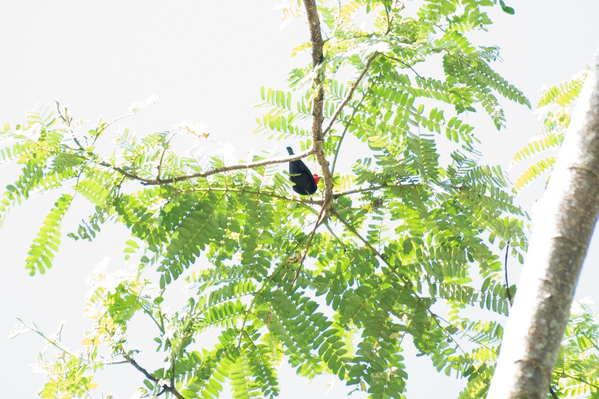 Black-bellied Myzomela - ML175869811