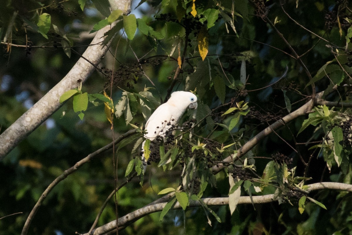 Blue-eyed Cockatoo - ML175869921