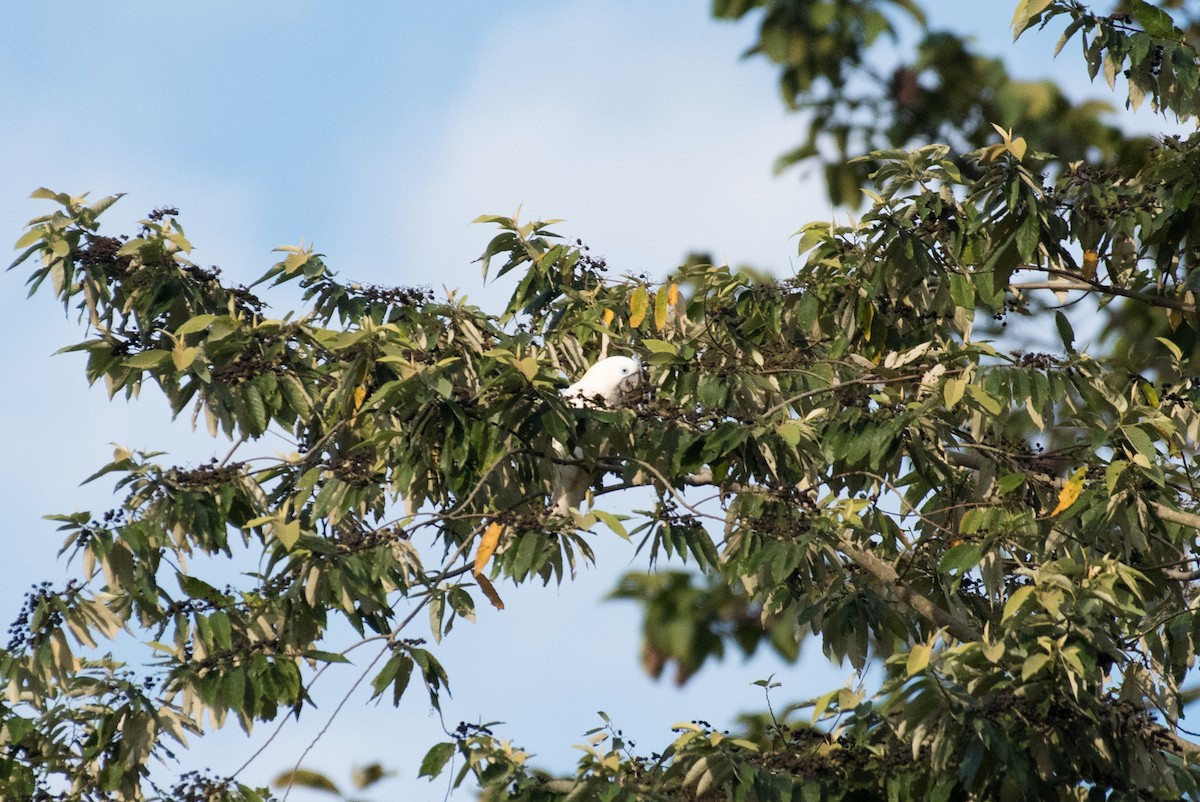 Blue-eyed Cockatoo - ML175869931